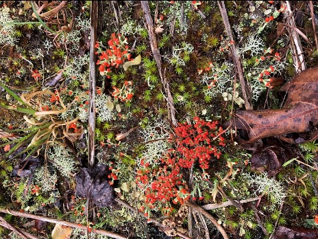 Cladonia cristatella