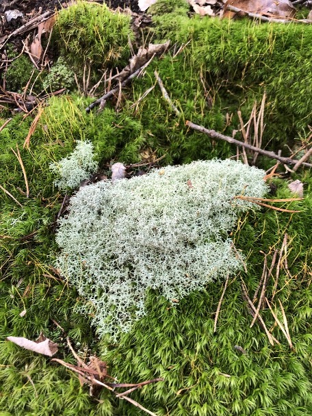 Cladonia rangiferina