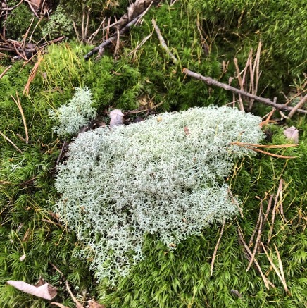 Cladonia rangiferina