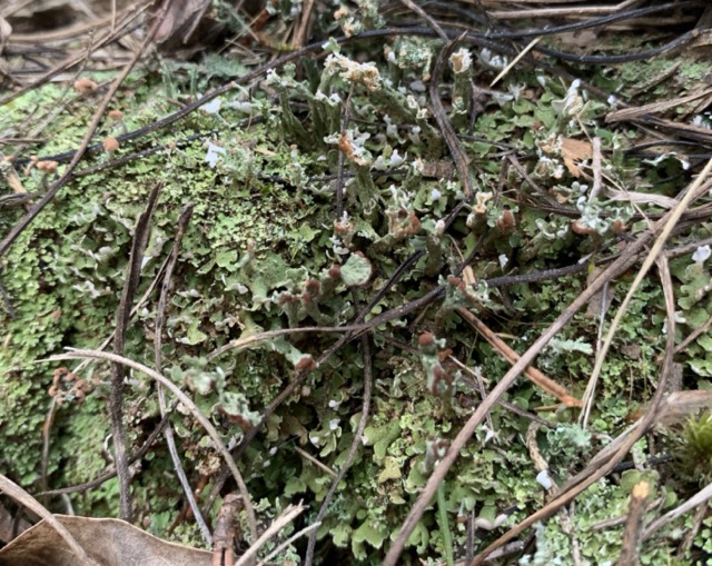 Cladonia subcariosa