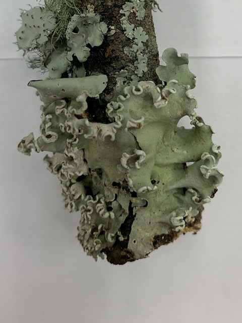 Parmotrema margaritatum