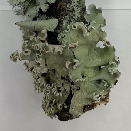 Parmotrema margaritatum