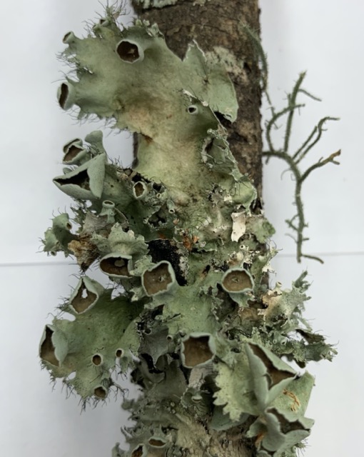 Parmotrema perforatum