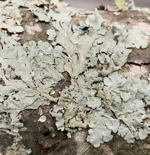 Parmotrema subtinctorium