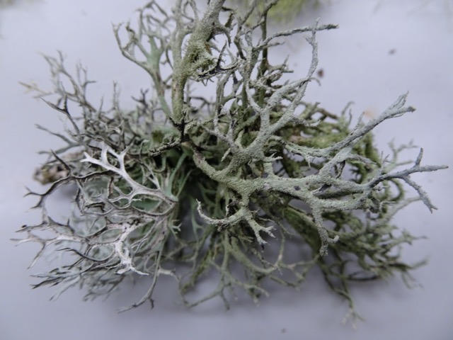 Pseudevernia consocians