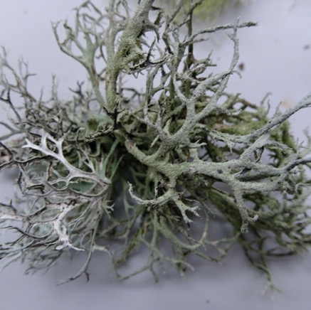 Pseudevernia consocians