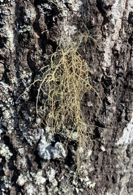 Usnea dasopoga