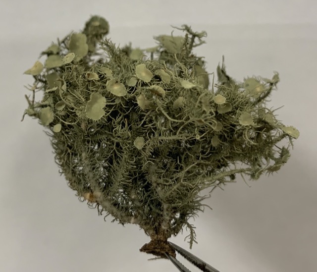 Usnea strigosa